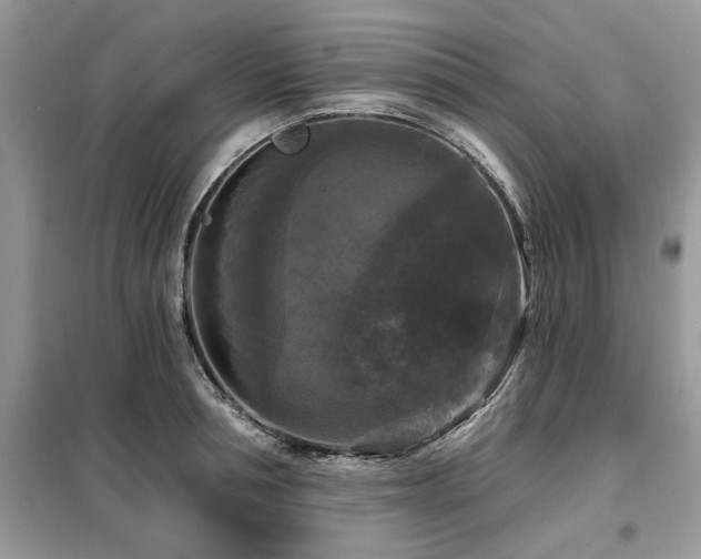 X0000099420994200805091238