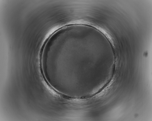 X0000099420998200805091238