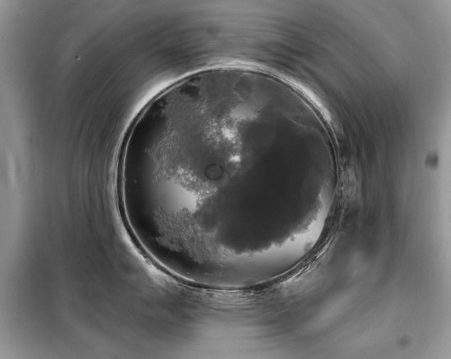 X0000099421007200805091238