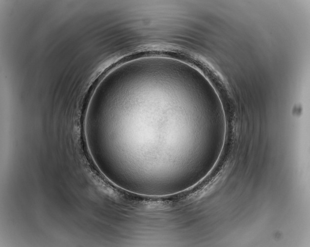 X0000099421025200805091238