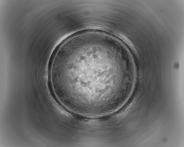 X0000099421028200805091238