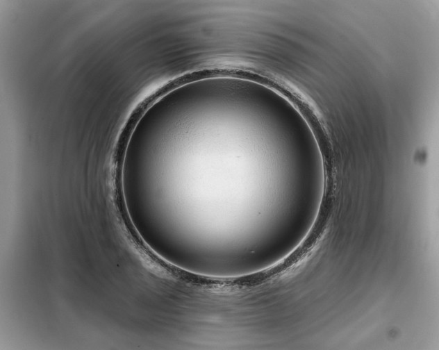 X0000099421029200805091238