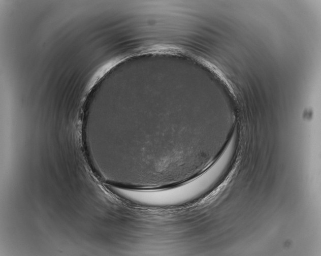 X0000099421066200805091237