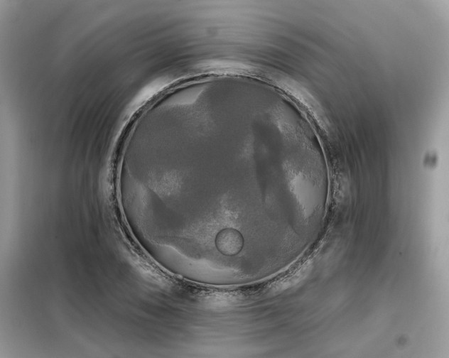 X0000099421074200805091237