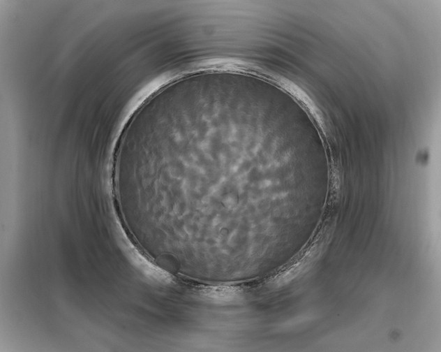 X0000099421090200805091237
