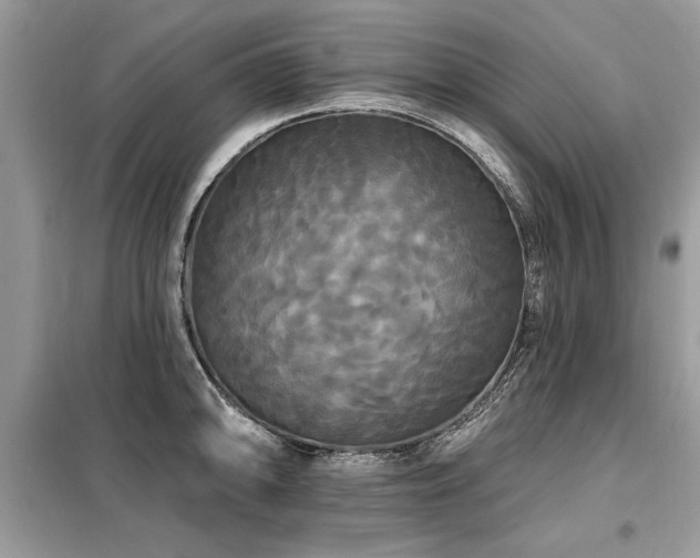 X0000099421094200805091237