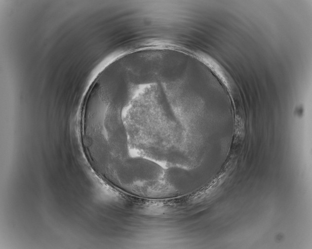 X0000099421098200805091237