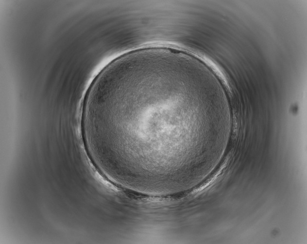 X0000099421102200805091237