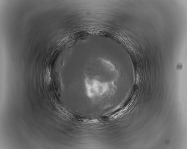 X0000099421106200805091236