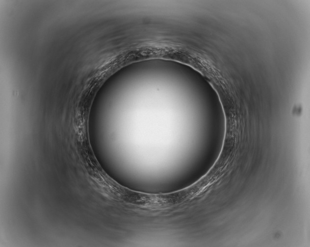 X0000099421109200805091236