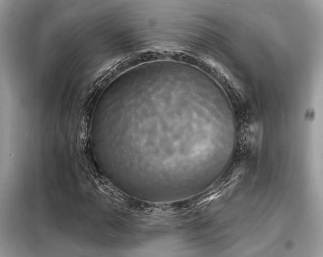 X0000099421110200805091236