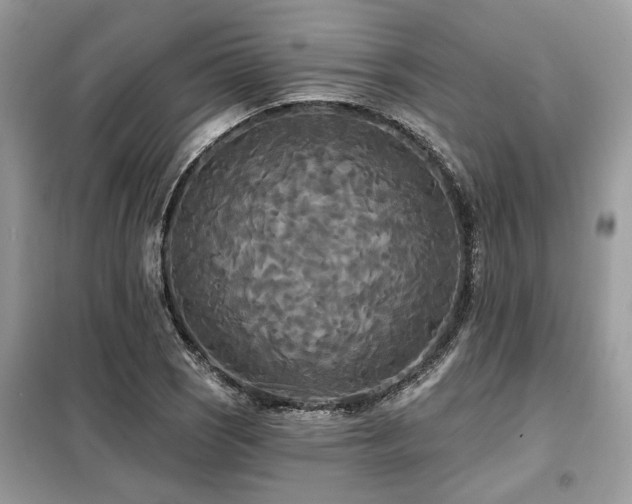 X0000099421121200805091236