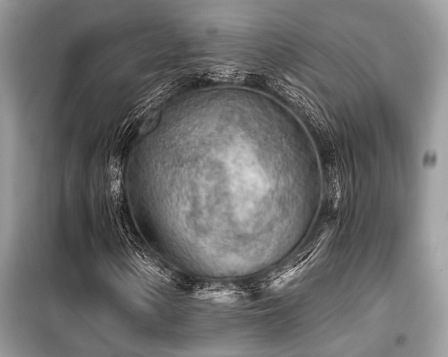 X0000099421154200805091236