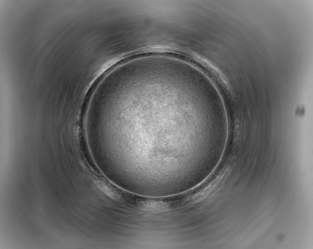 X0000099421170200805091236