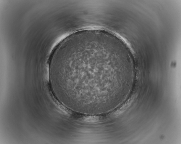 X0000099421171200805091236