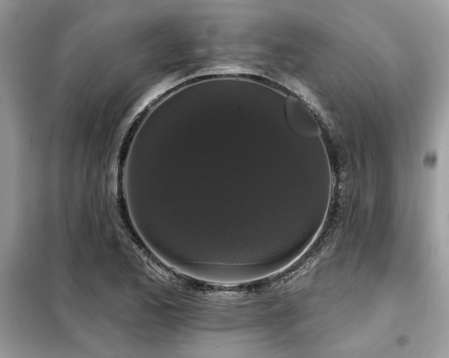 X0000099421173200805091236