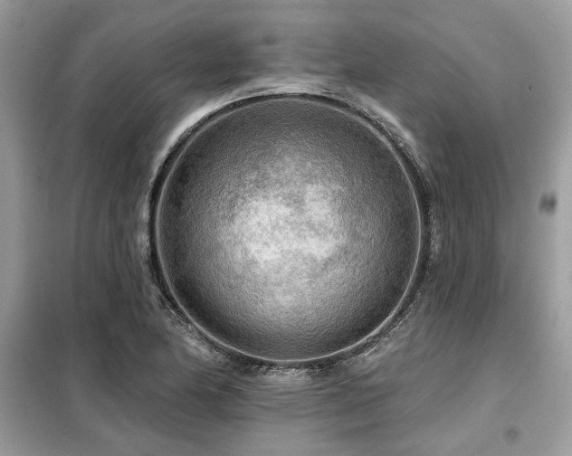 X0000099421174200805091236
