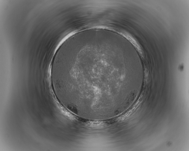 X0000099421198200805091235