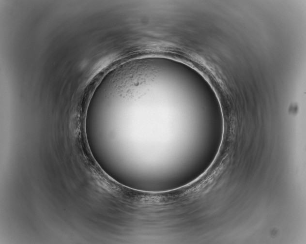 X0000099421211200805091235