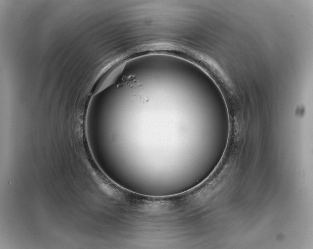 X0000099421225200805091235