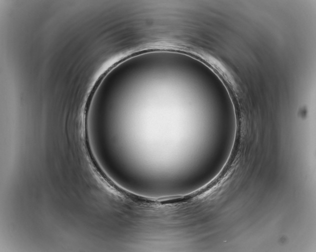 X0000099421238200805091235