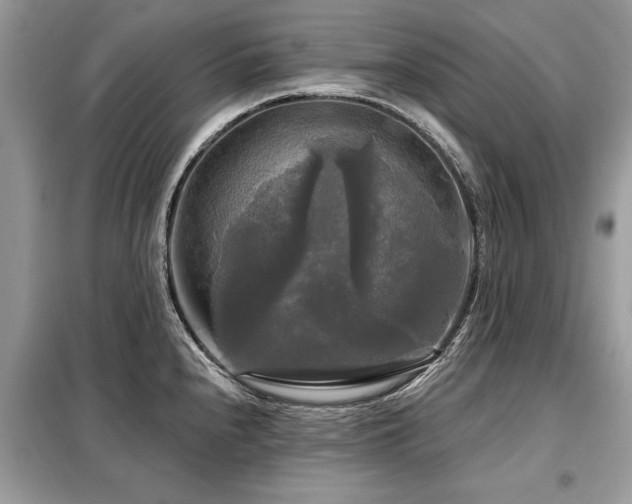 X0000099421240200805091235
