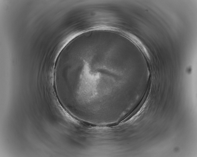 X0000099421244200805091235