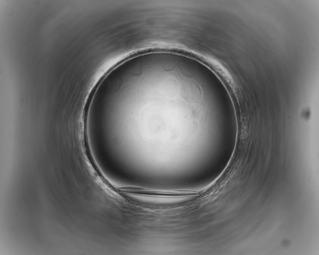 X0000099421287200805091234