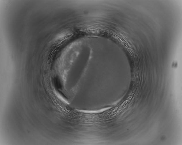 X0000099421297200805091233