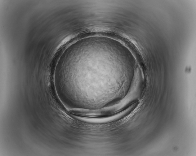 X0000099421306200805091233