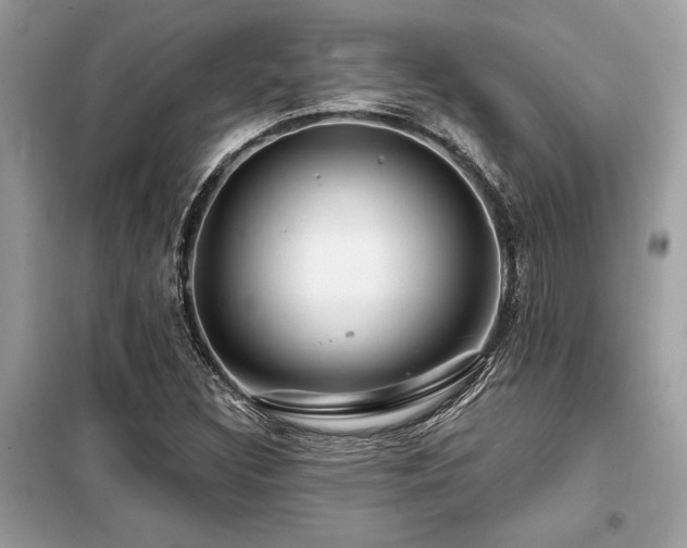 X0000099421308200805091233