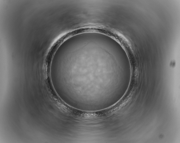 X0000099421310200805091233