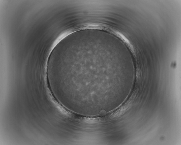 X0000099421378200805091233