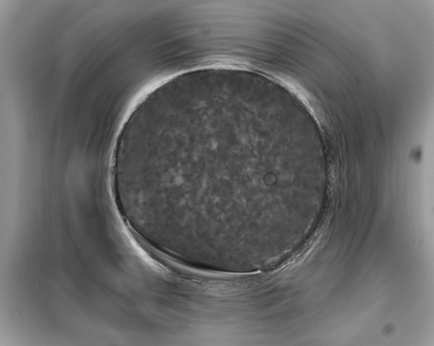 X0000099421379200805091233