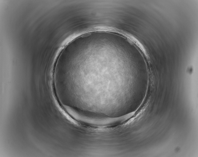 X0000099421381200805091233