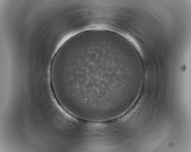 X0000099421382200805091233