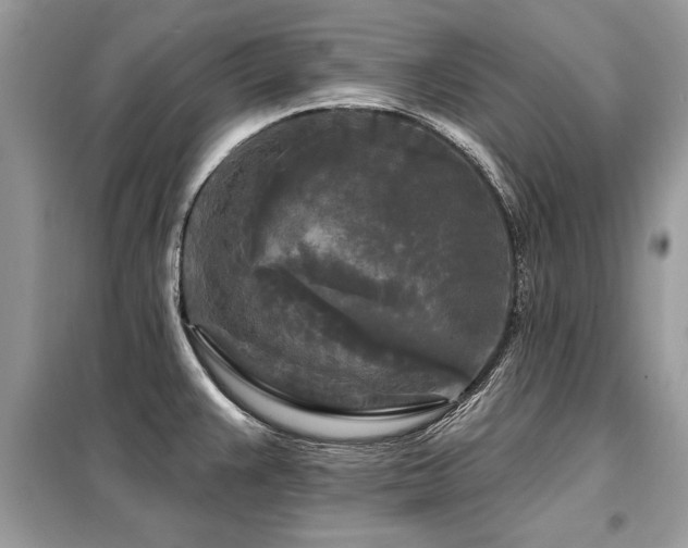 X0000099421383200805091233