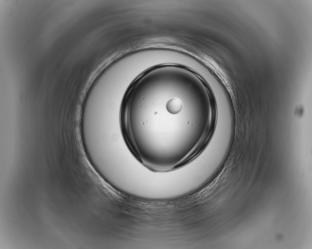 X0000099421384200805091233