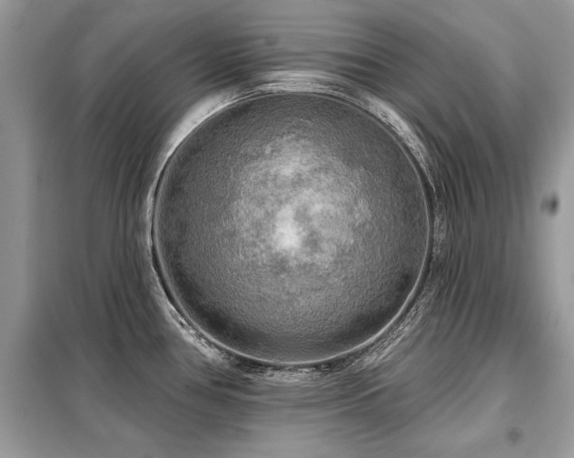 X0000099421386200805091233