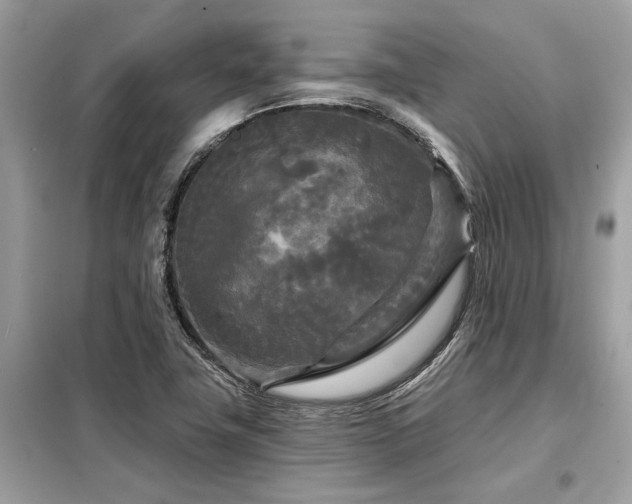 X0000099421411200805091232