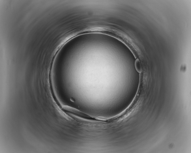X0000099421417200805091232