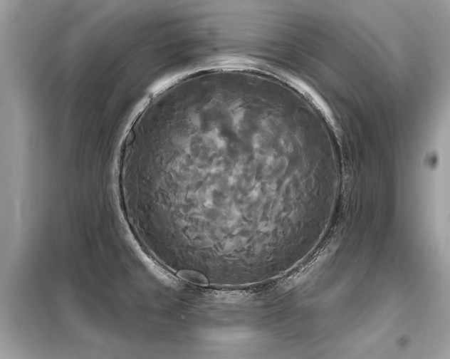 X0000099421429200805091232