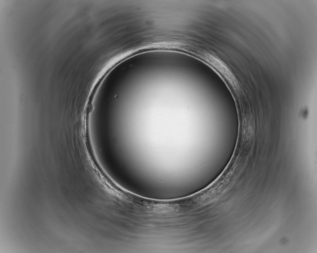 X0000099421436200805091233