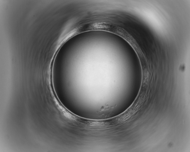 X0000099421439200805091233