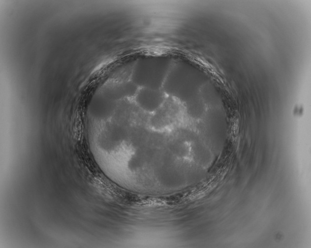 X0000099421446200805091232
