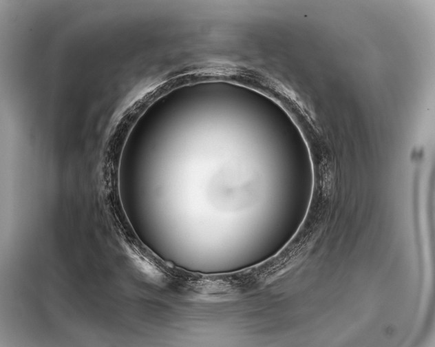 X0000099421448200805091232