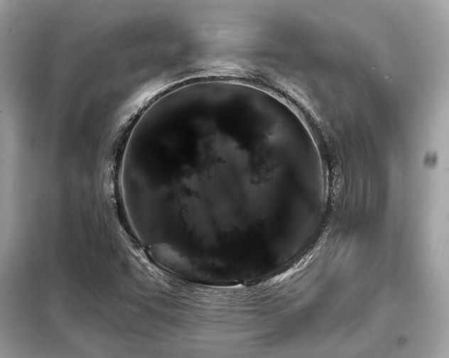 X0000099421455200805091232