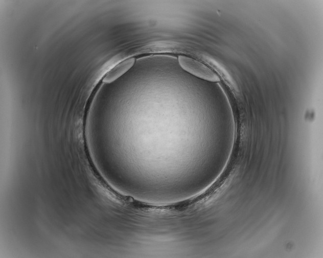 X0000099421465200805091232