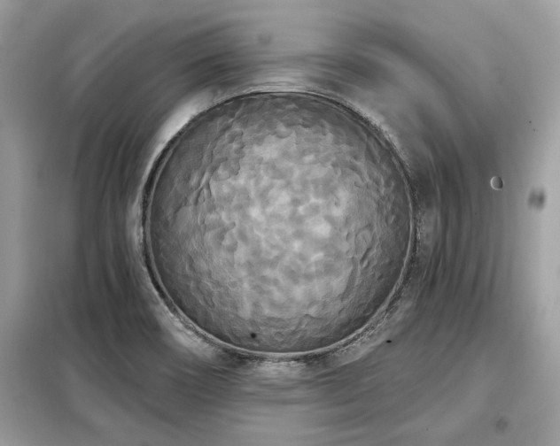 X0000099421466200805091232