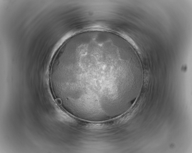 X0000099421474200805091231